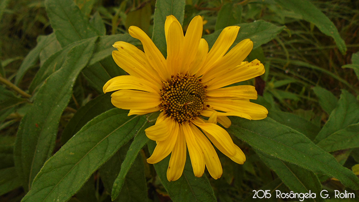 Viguiera santacatarinensis