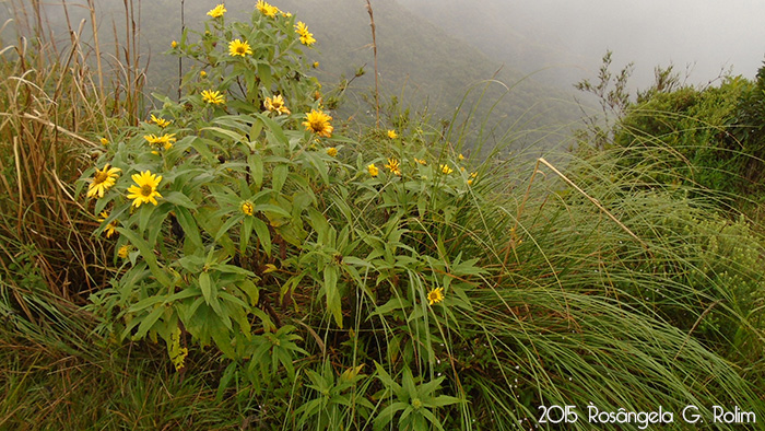 Viguiera santacatarinensis