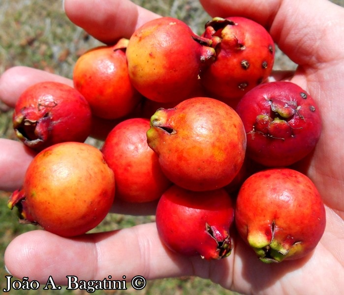 Psidium cattleyanum