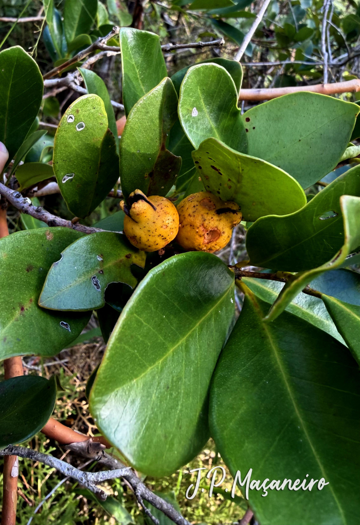 Psidium cattleyanum