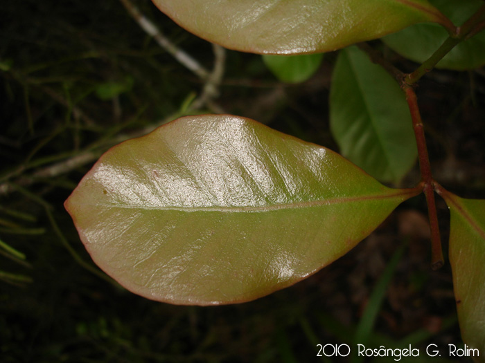 Psidium cattleyanum