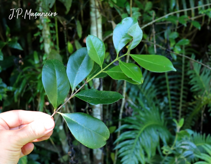 Psidium cattleyanum