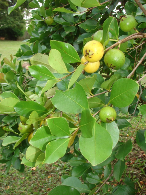 Psidium cattleyanum