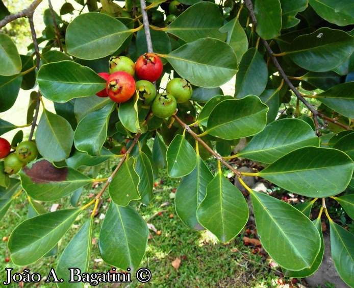 Psidium cattleyanum