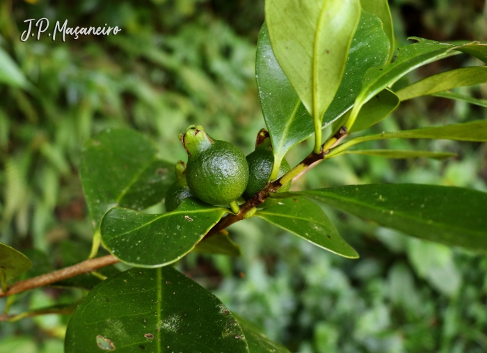 Psidium cattleyanum