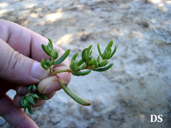 Sesuvium portulacastrum