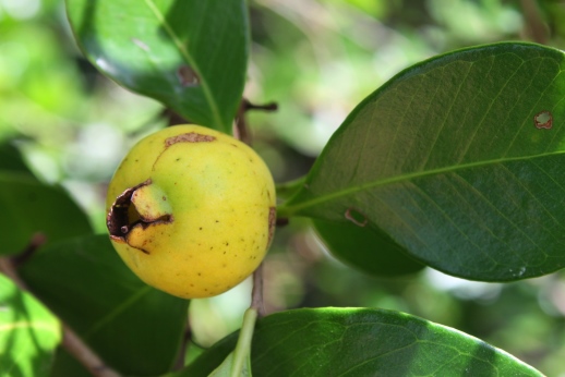 Psidium cattleyanum