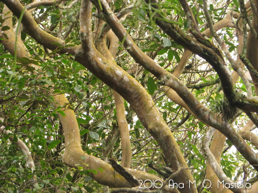 Psidium cattleyanum