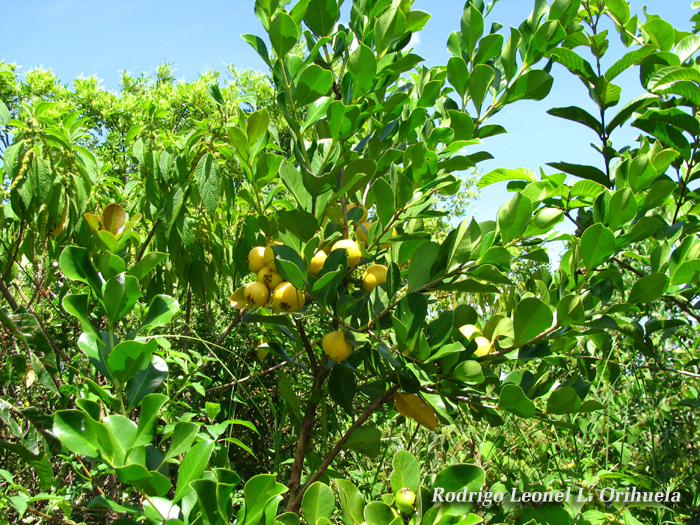 Psidium cattleyanum