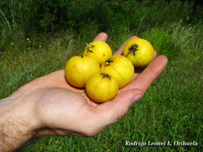 Psidium cattleyanum