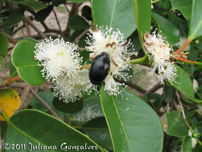 Psidium cattleyanum