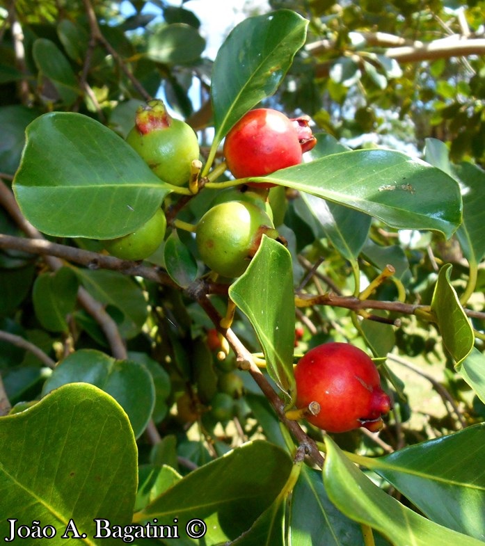 Psidium cattleyanum