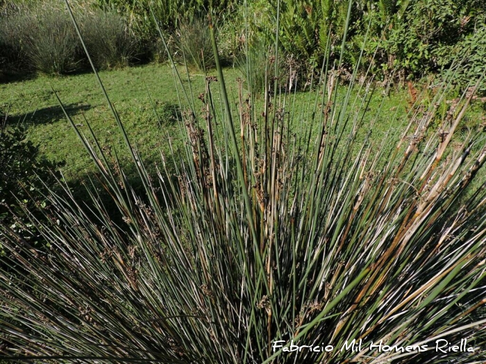 Juncus acutus