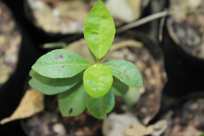 Psidium cattleyanum