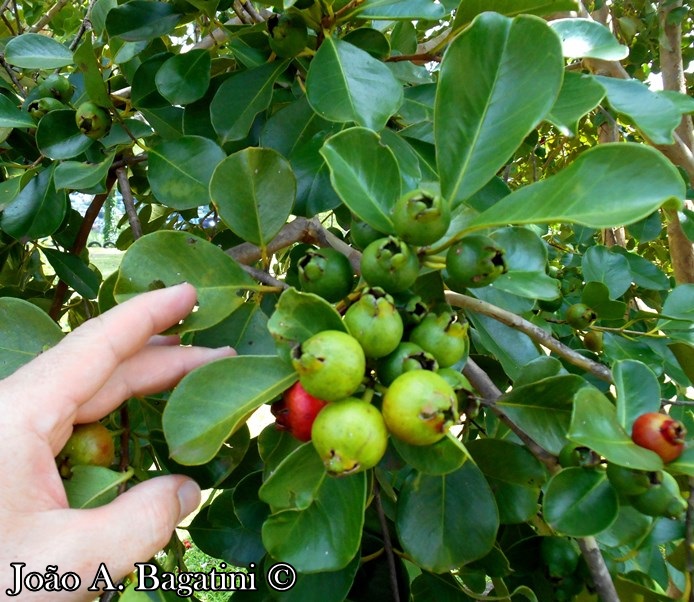 Psidium cattleyanum