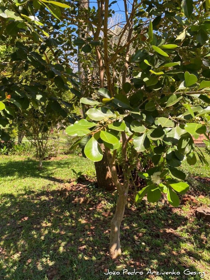 Psidium cattleyanum