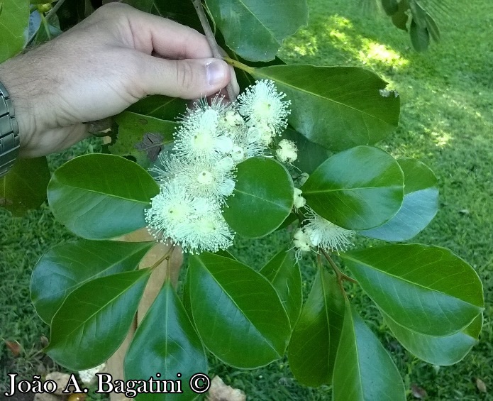 Psidium cattleyanum