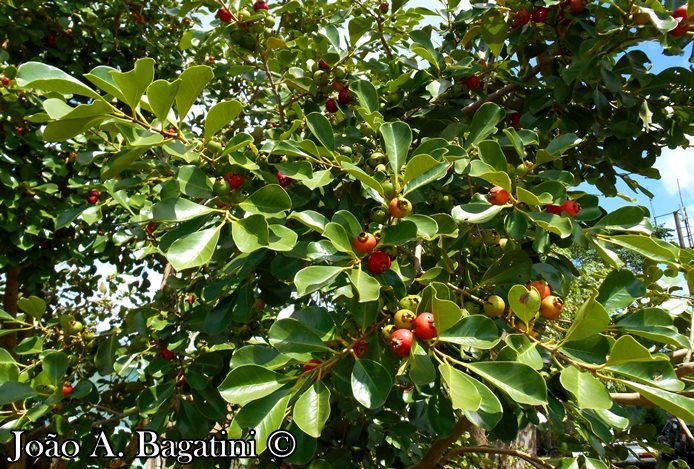 Psidium cattleyanum