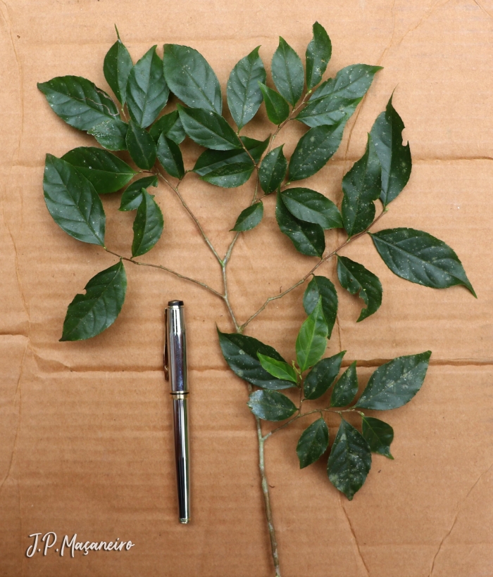 Casearia decandra