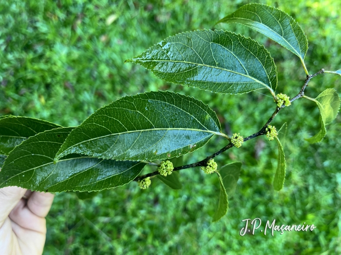 Casearia obliqua