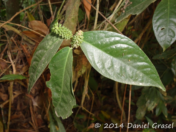 Piper miquelianum