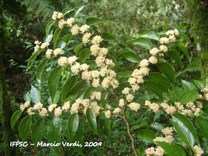 Casearia obliqua