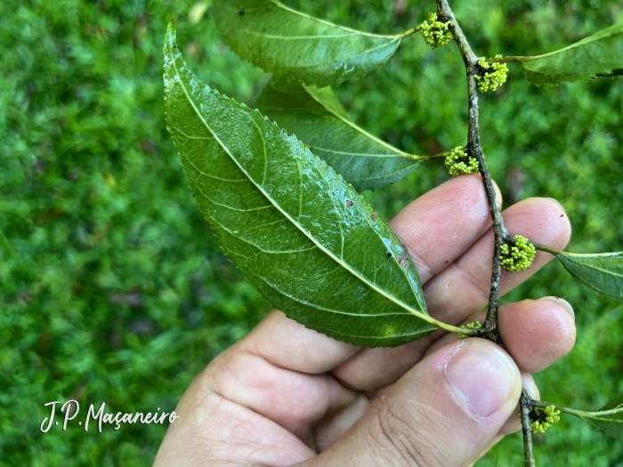 Casearia obliqua