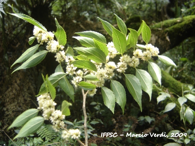 Casearia obliqua