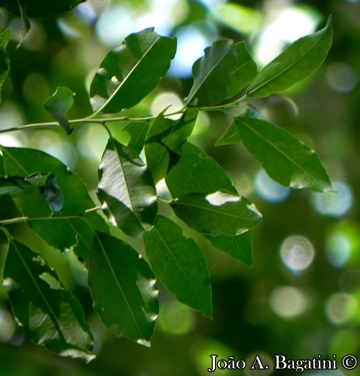 Ilex microdonta