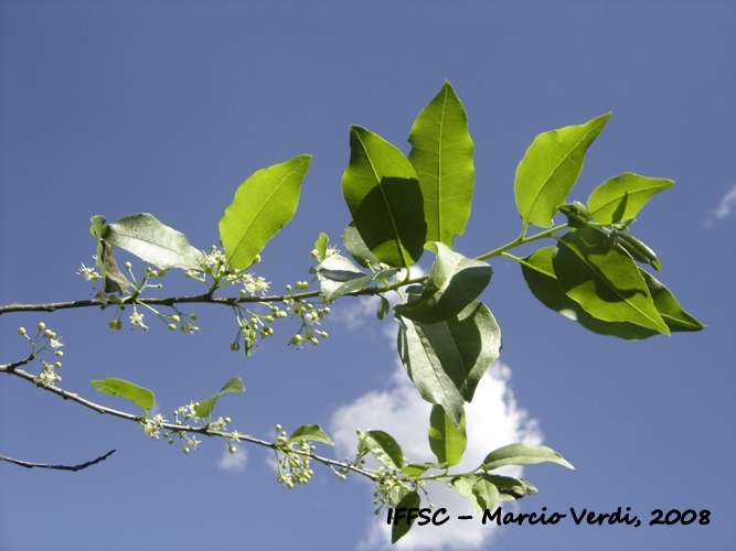 Ilex microdonta