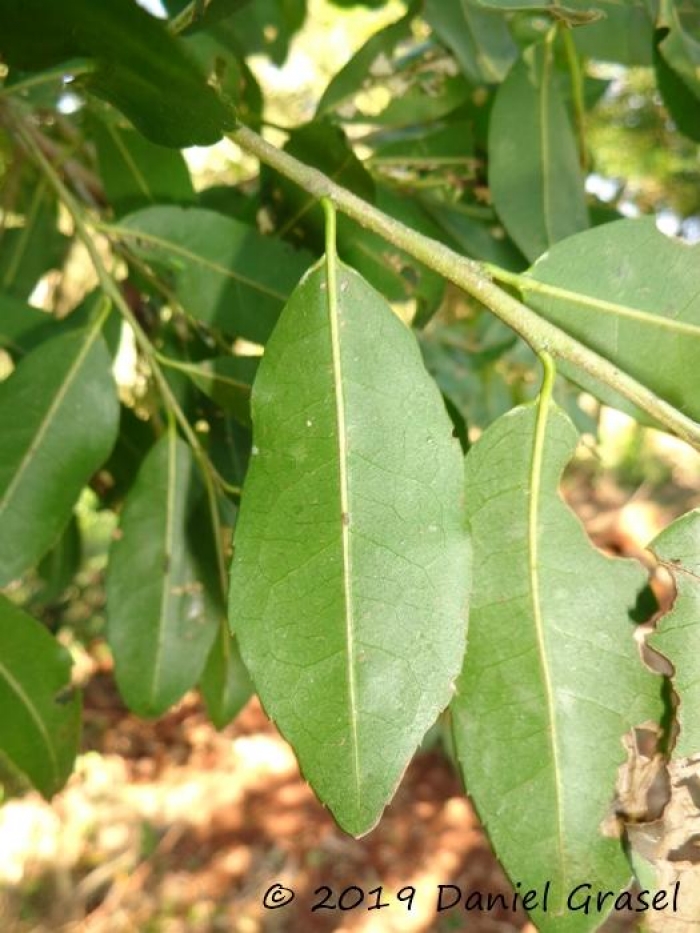 Ilex microdonta