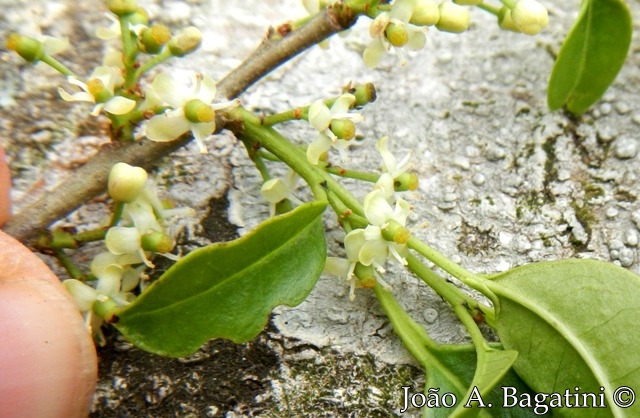 Ilex microdonta