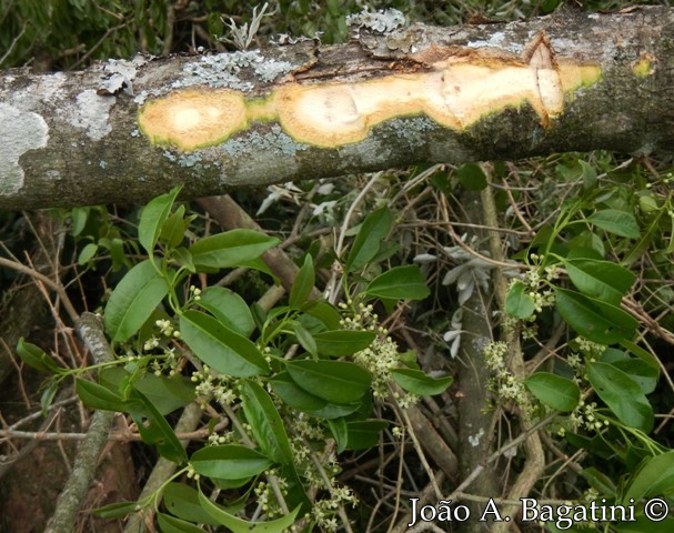 Ilex microdonta