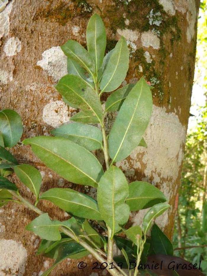 Ilex microdonta