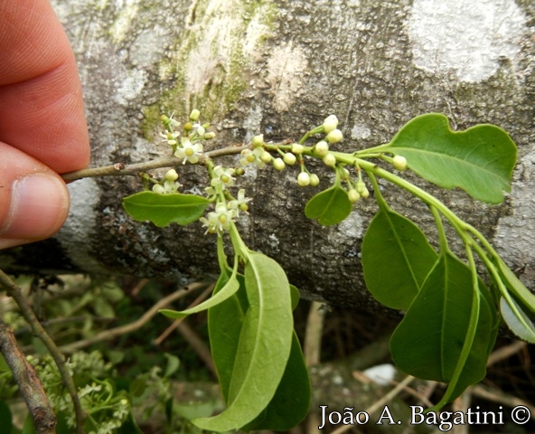 Ilex microdonta