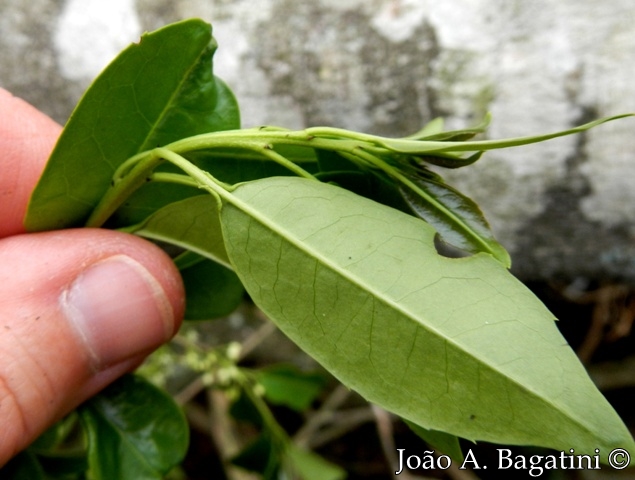 Ilex microdonta