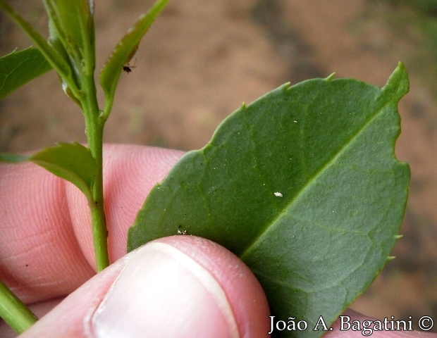 Ilex microdonta