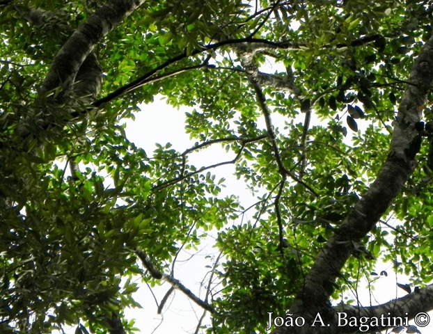 Ilex microdonta