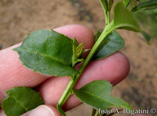 Ilex microdonta