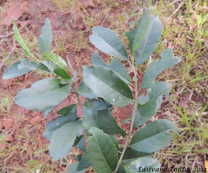 Ilex microdonta