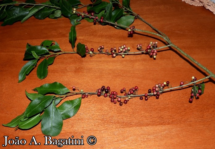 Ilex microdonta