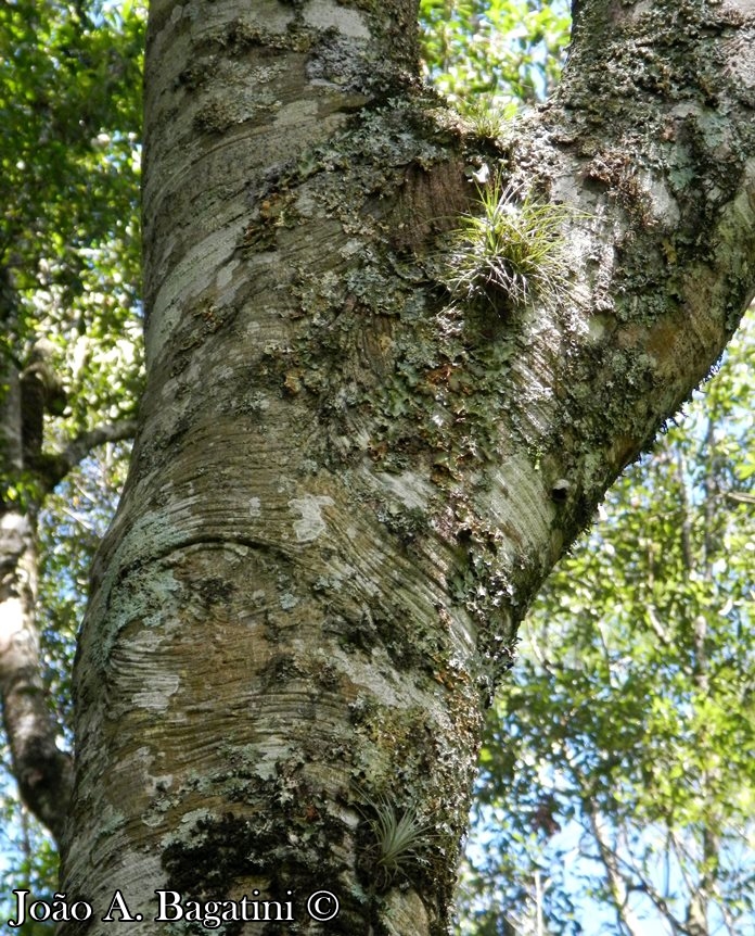 Ilex microdonta