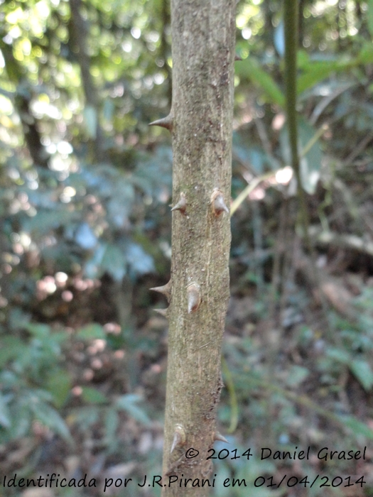 Zanthoxylum petiolare