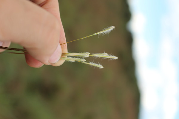 Stipa sellowiana