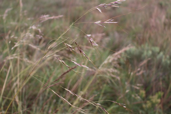 Stipa sellowiana