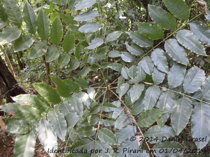 Zanthoxylum petiolare