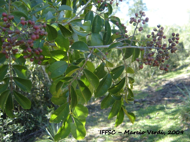 Zanthoxylum petiolare