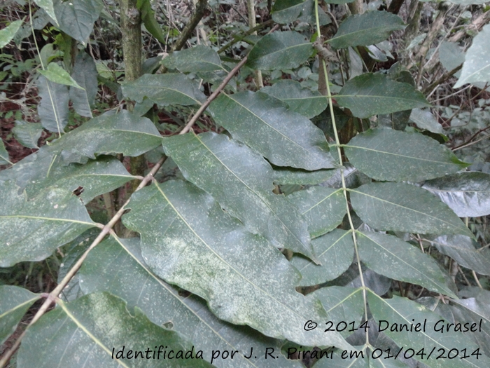 Zanthoxylum petiolare