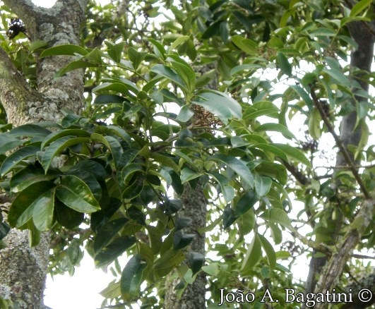 Zanthoxylum petiolare