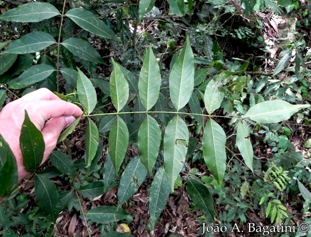 Zanthoxylum petiolare